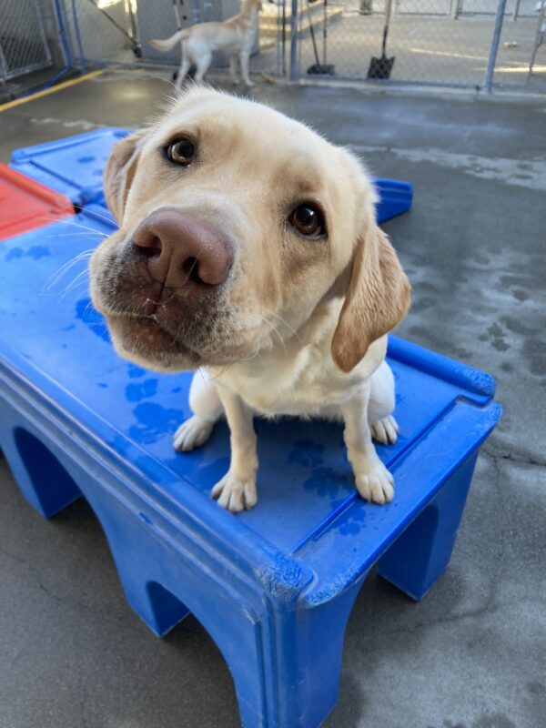 Tangerine is sitting on a blue play structure in community run, looking up at the camera. She is leaning towards the camera and tilting her head to the side, putting her pink nose front and center in the photo.