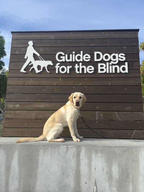 Belen sits on a concrete wall looking directly at the camera. Behind her is a wooden sign with white letters that spell out Guide Dogs For The Blind. Blue skies and green trees line the background.