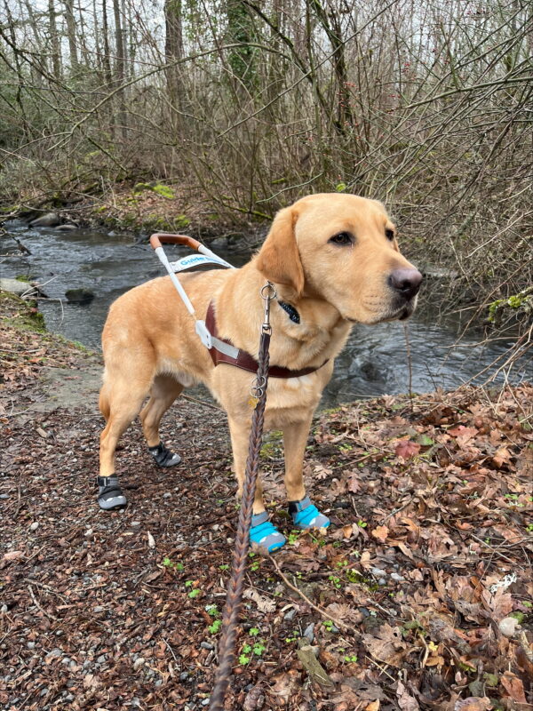 Duvall (a large caramel colored Yellow Labrador, male) is pictured standing in a ¾ view looking off into the distance while in harness and wearing booties. On his front feet are turquoise blue booties and black and grey booties on the hind feet. The foreground is brown leaves and dirt, and the backgrounds has a stream running behind him with some winter dormant trees and bushes.