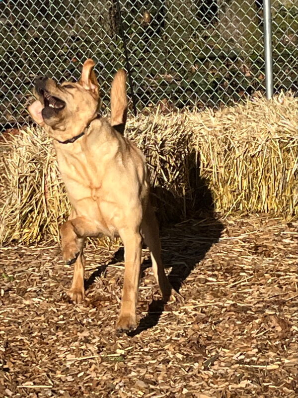 Duvall (a large caramel colored Yellow Labrador, male) is pictured in a play area standing on bark chips and with hay bales and a chain link fence in the background. He is looking up to the sky with his ears and tail flying. Duvall appears to be in a prance with his right front foot raised and his mouth open as he waits for the toy he has just tossed up to come back down so he can continue playing.
