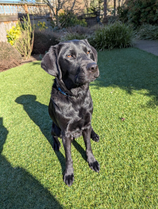 Travis sits on the grass on a sunny day looking up at the camera.