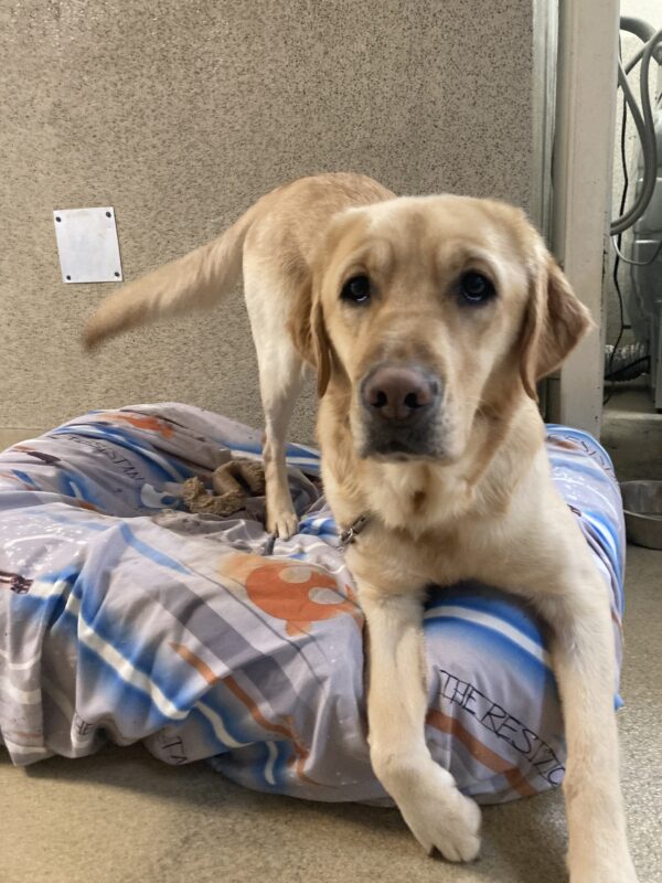 Anya is on tie-down in the kennel center section, with her hind end up in a ‘bow’