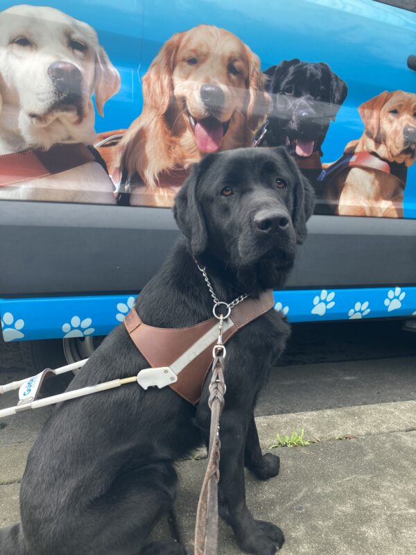 <p>Rigel sits in harness in front of a blue GDB training van.</p>