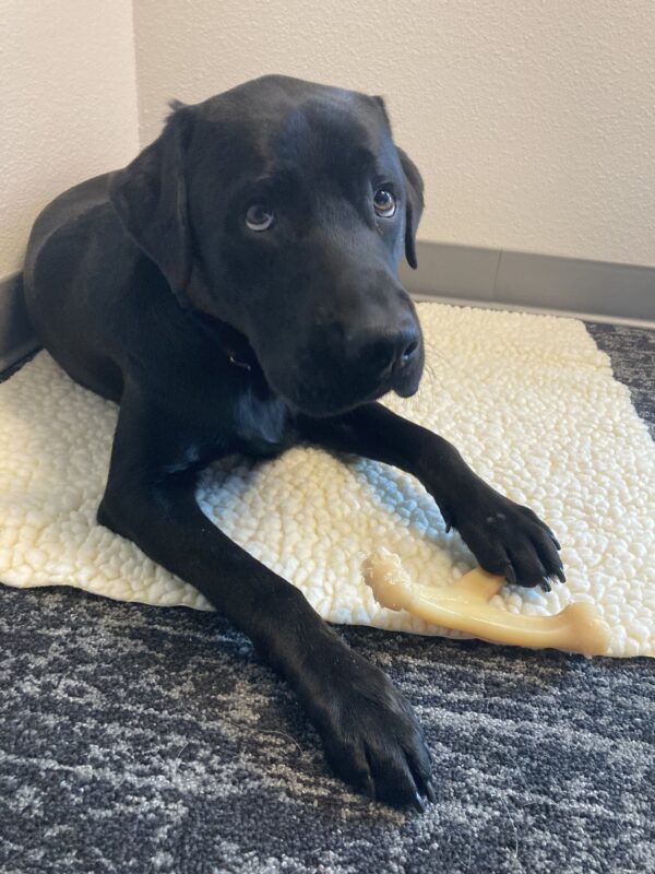 Norris lays down on a fleece mat in an office, he is looking up at the camera.
