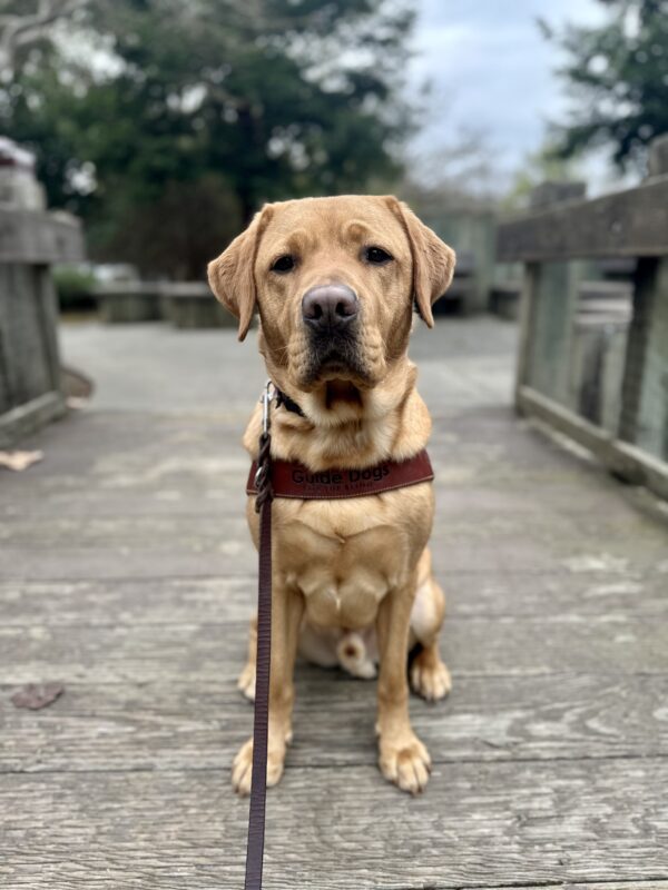 Andrew is sitting in his guide dog harness on a wooden bridge, looking straight at the camera. Wooden benches and trees line the background.