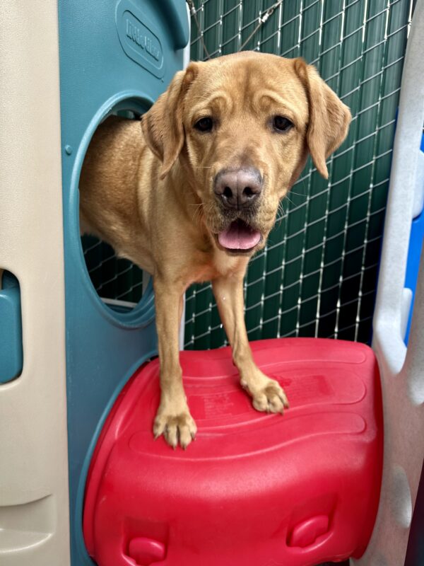 Andrew is standing on a plastic play structure in the Community Run area, with his mouth slightly open and tongue out. His front paws are on top of a red tunnel, with his hind end inside the play structure.