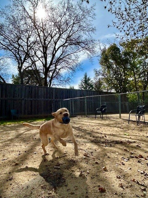 Arrow is leaping in play towards the camera holding a black Kong in his mouth. Behind him is a wooden fence, trees, and a bright blue sky.