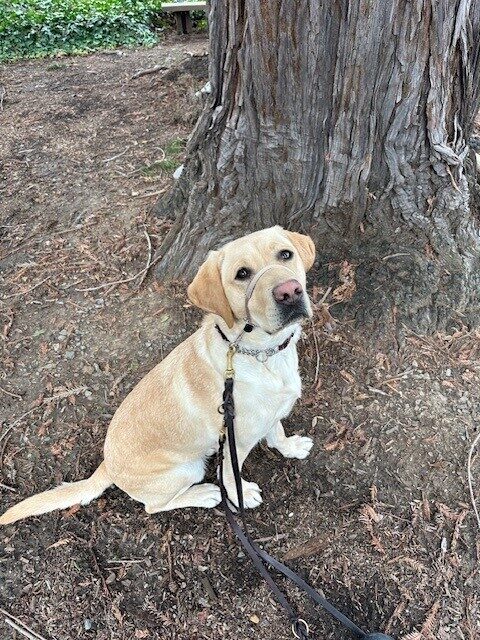Yellow Lab Banksia is sitting outside under a tree, looking up at the camera.