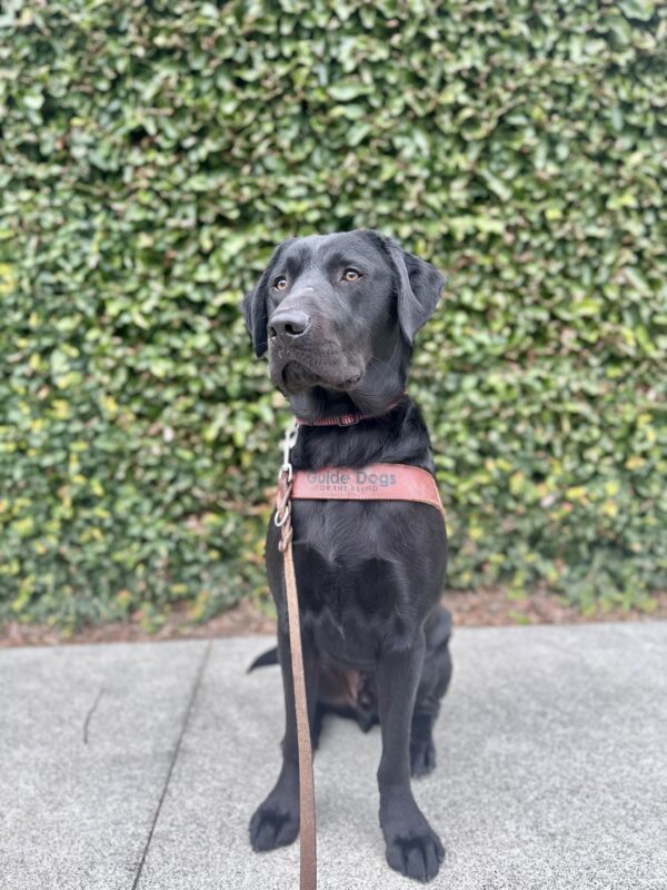 Bilbo is sitting in his guide dog harness on a concrete path in front of a hedge, looking to the left of the camera.