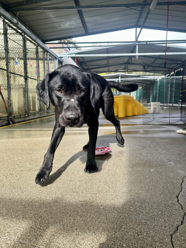 Bilbo is in a patch of sun in our Community Run area, trotting towards the camera. His tail is mid-wag as he passes over a pink and red toy below his paws.
