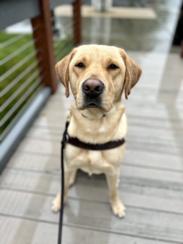 Churro sits in harness on a plank bridge. It is a rainy day and he is slightly squinting at the camera.