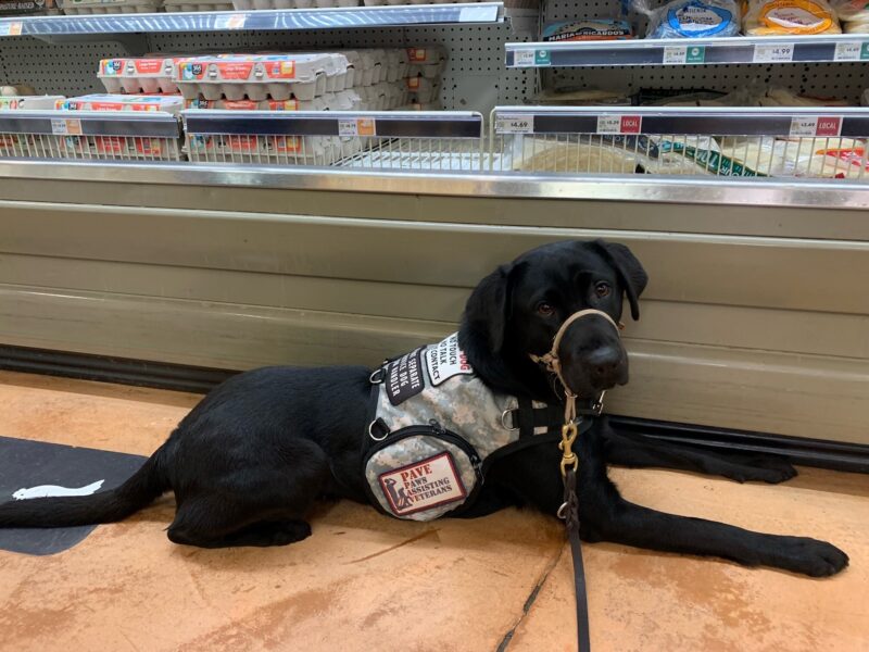 Black Lab Cinder laying in front of the eggs aisle of a grocery store. She's wearing her service vest and a tan headcollar.
