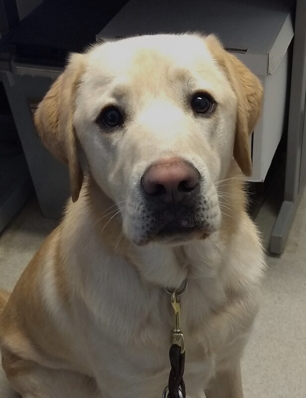 Yellow Lab Drover gazing at the camera.
