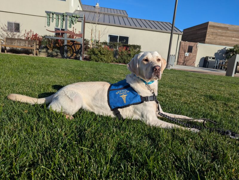 Yellow Lab Empress is sitting in front of a Guide Dogs for the Blinds sign, wearing a blue jacket.