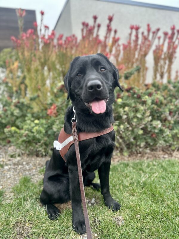 Goalie is sitting in his guide dog harness on a patch of grass, with a building and green and red foliage in the background. His tongue is out as he smiles at the camera.