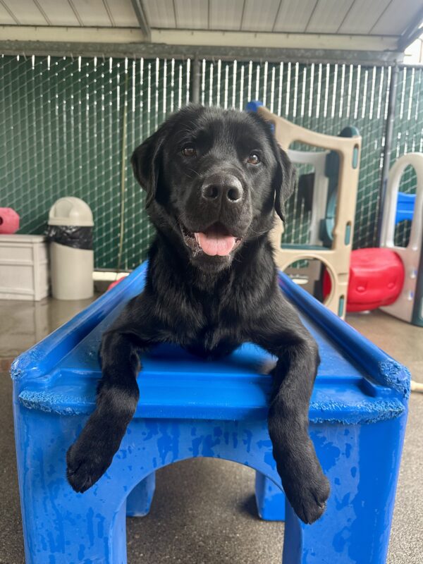 Goalie is laying down on blue play furniture in our Community Run area, with his paws dangling over the edge. He’s smiling at the camera with his tongue out and mouth open.