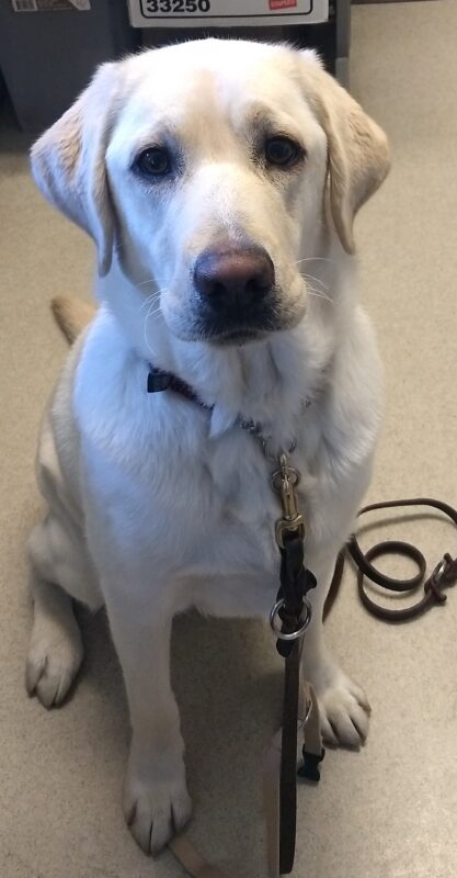 Yellow Lab Halo is sitting in an office, wearing her leash- getting ready for a walk!