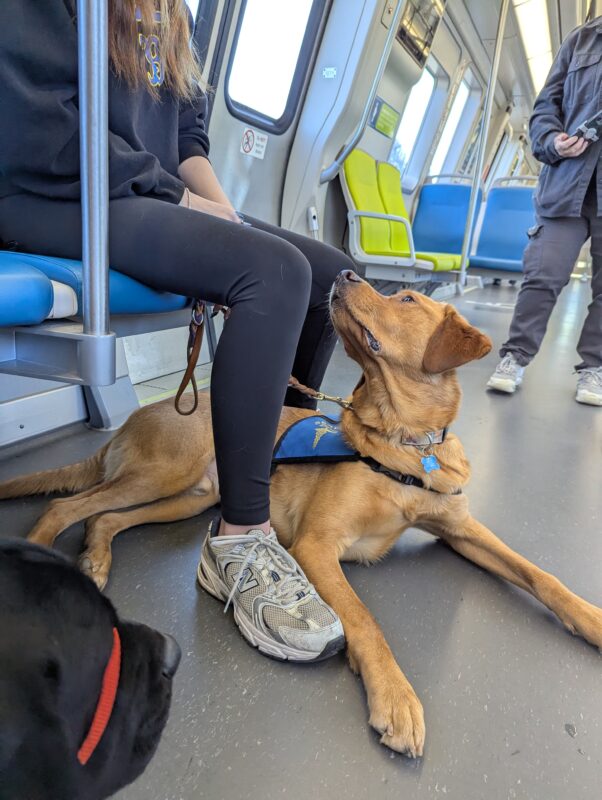 Hastings is wearing his blue service dog jacket, He is laying down and staring up at his handler.