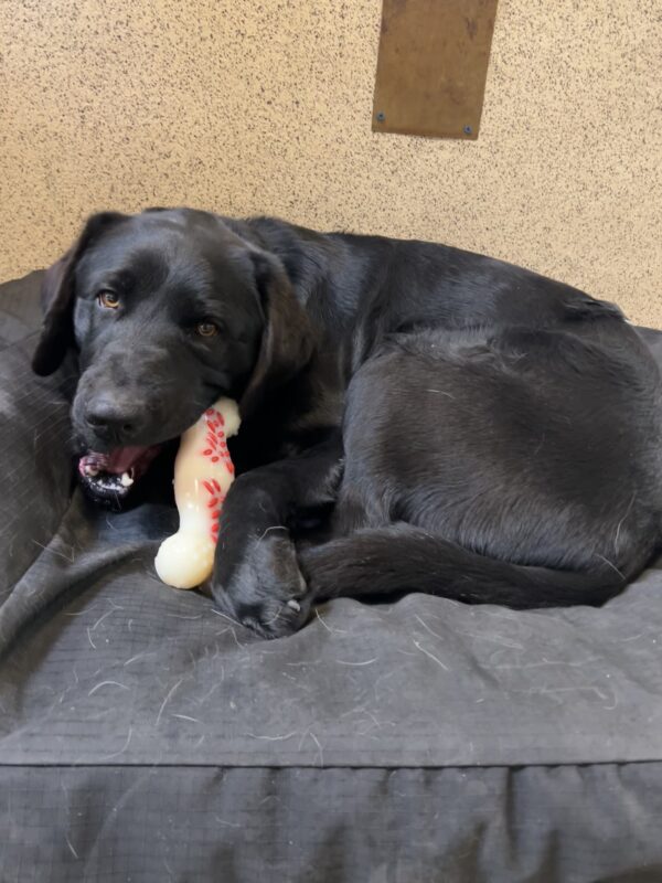 Keller is laying on a dog bed, curled up while chewing on a bone.