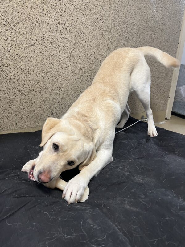 Val is play bowing on a blue dog bed while chewing on a bone.