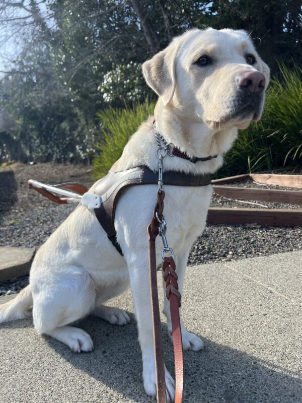 Val is sitting on a sidewalk wearing her GDB harness. There are green grasses and mulch behind her.