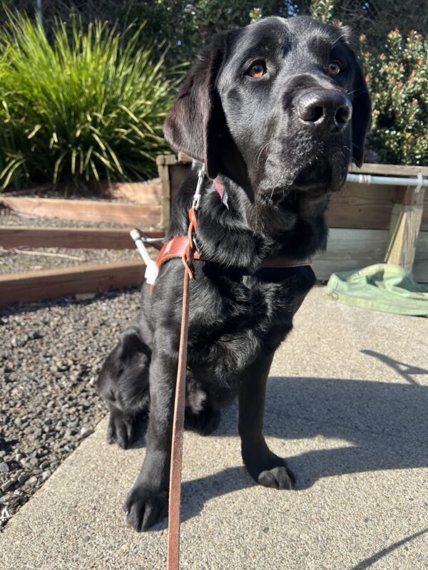 Keller is sitting on a sidewalk wearing his GDB harness. There are tall bushes and mulch behind him.