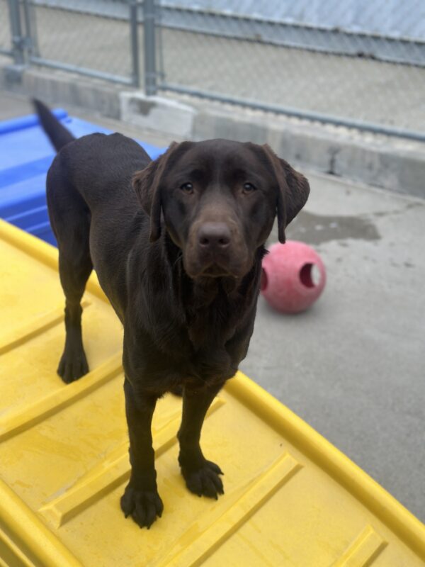 Oatly looking at the camera while standing on a yellow play structure.