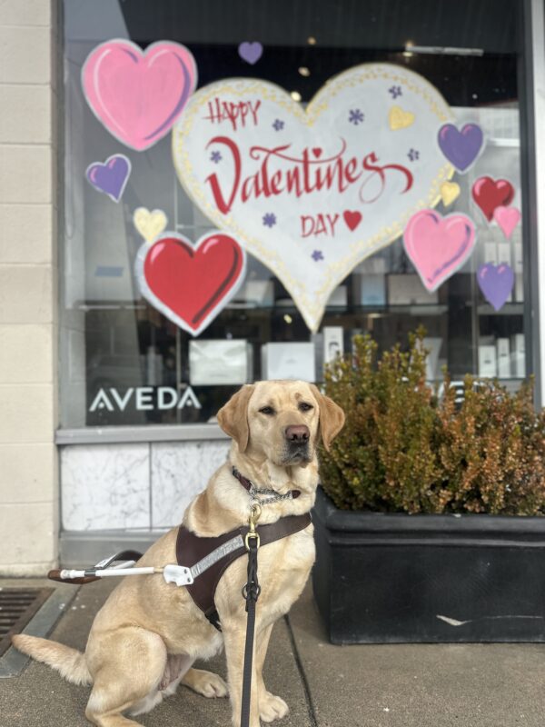 Kumi is in harness sitting in front of a window display with a big white heart and 