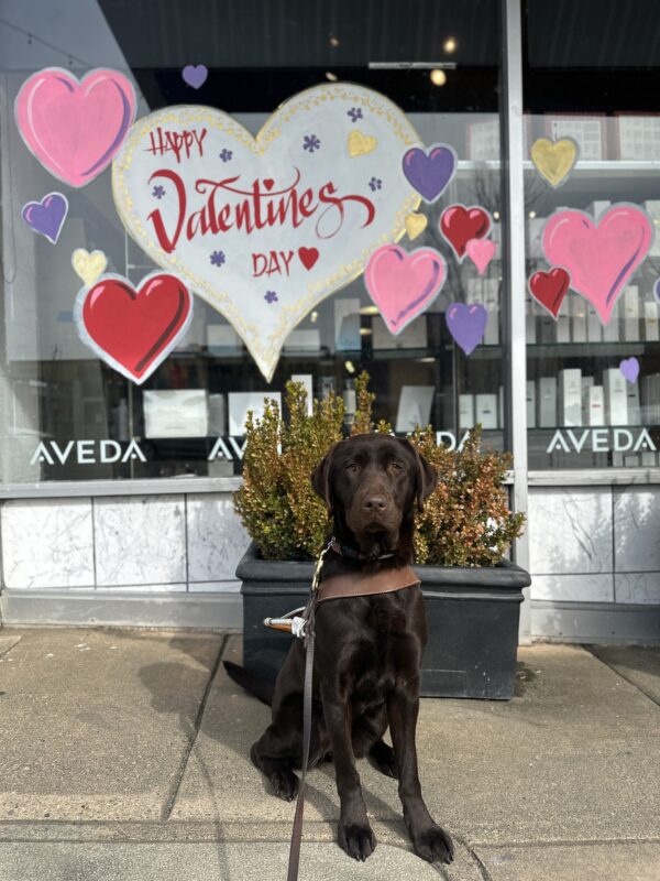 Oatly is in harness sitting in front of a window display with a big white heart and 