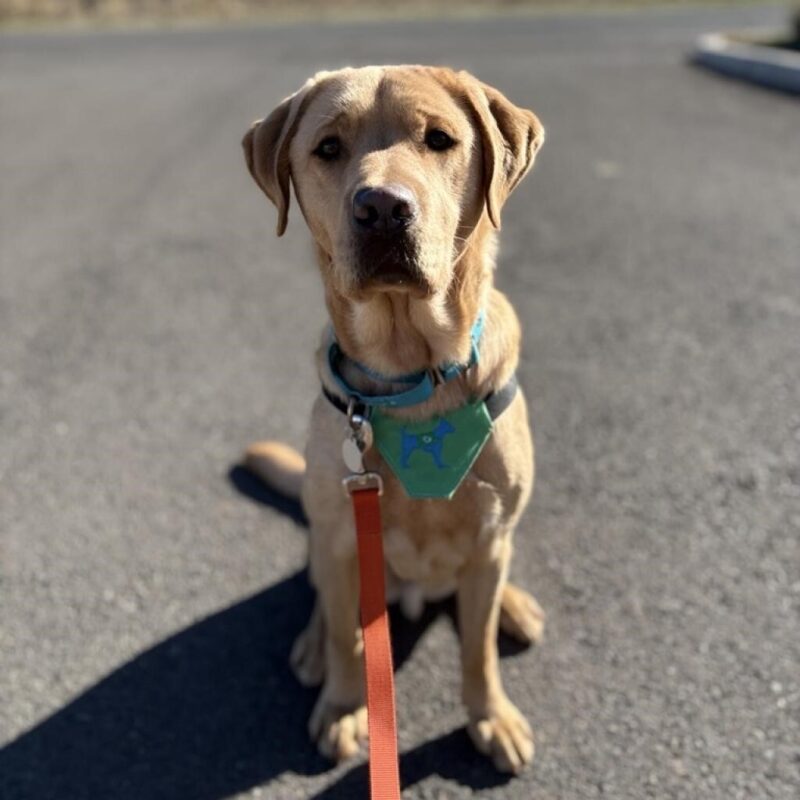 Yellow Lab Jacob sitting on asphalt looking attentively at the camera