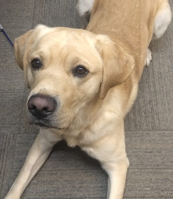 Yellow Lab Jafar laying down while he looks up at his handler.