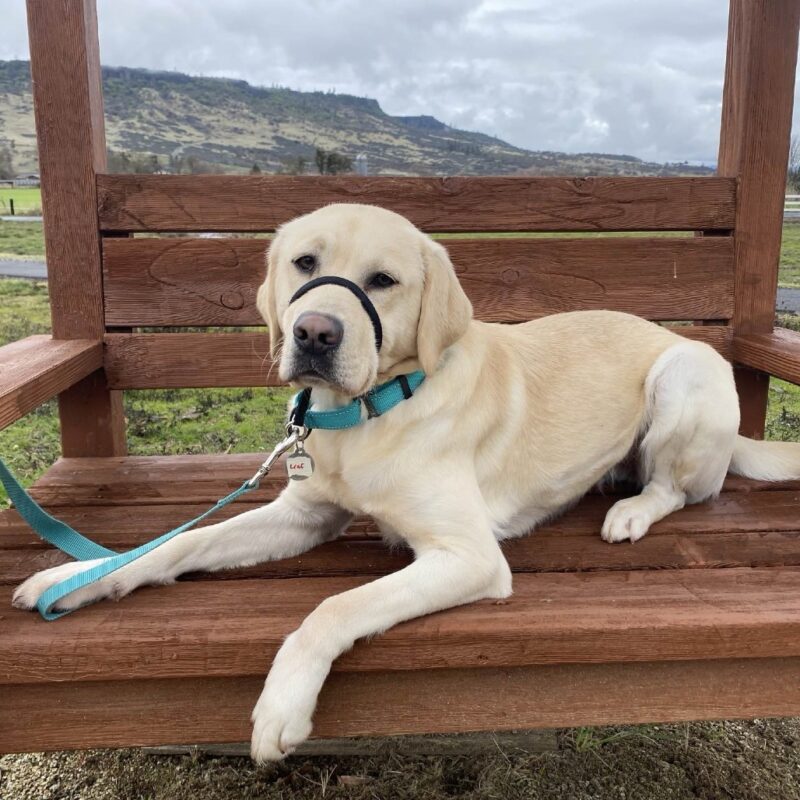 Yellow Lab Leaf laying on a wooden bench with foothills and gray sky behind her