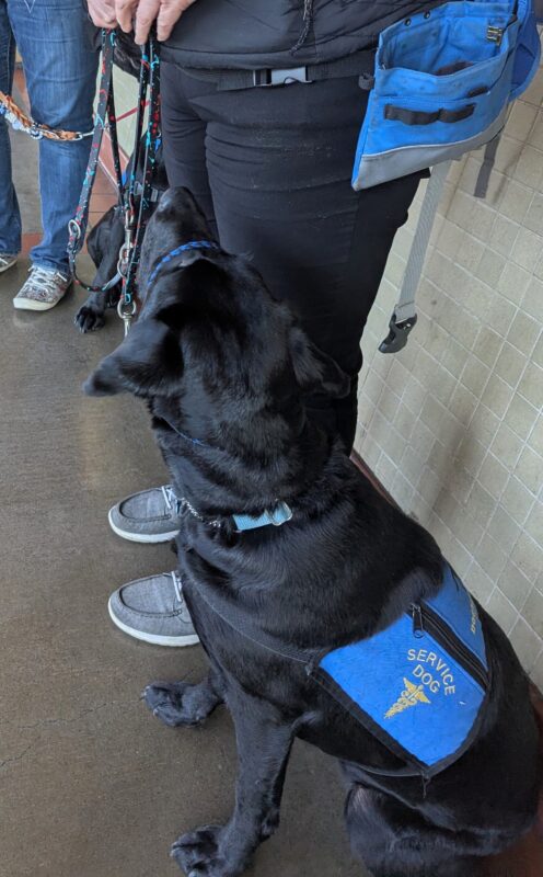 Black Lab Luz is sitting at the BART station wearing a blue service dog jacket. He is staring up at his handler.
