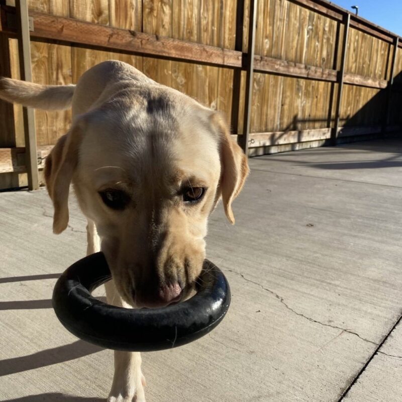 Yellow Lab Melvin in a play yard with a black rubber toy