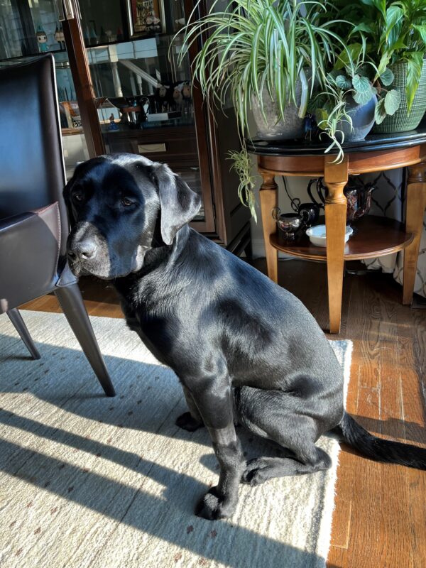 Pascal is sitting next to a chair on an area rug enjoying the sun. He is looking to the left of the camera. There are plants and a bookshelf in the background