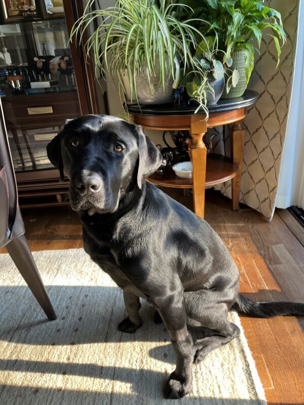 Pascal is sitting on an area rug in the sun. He is looking at the camera. There is a table with multiple plants in the background
