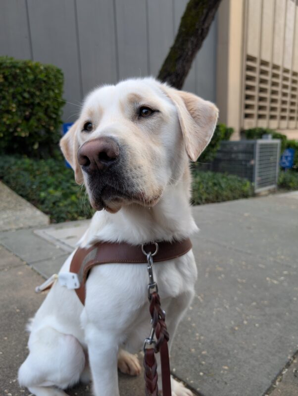 Pimlico sits in harness on a sidewalk after a route. He is looking off to the left of frame with a very pensive look on his face.