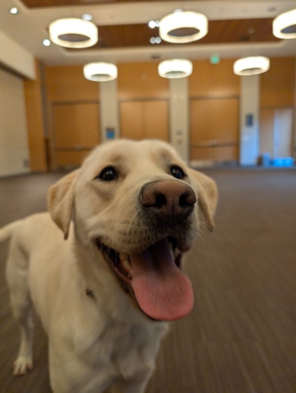 Pimlico stands up close to the camera with a big grin on his face. His tongue is sticking out as he looks to the right of frame with a very sweet expression on his face.