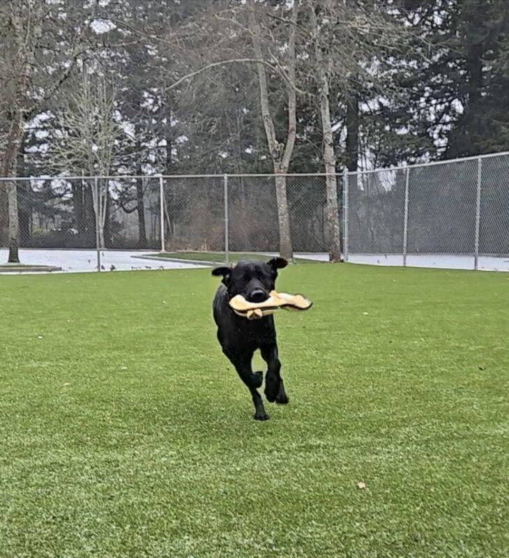 Dolce is running around with a stuffed toy in a free run area on the Oregon Campus. It is starting to snow.
