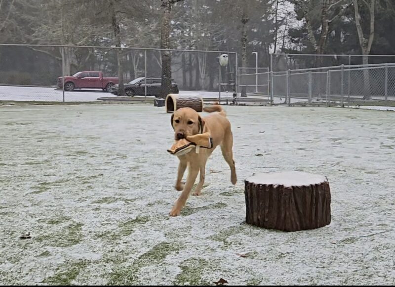 Eggnog is running around with a stuffed toy in a free run area on the Oregon Campus. It is snowing.