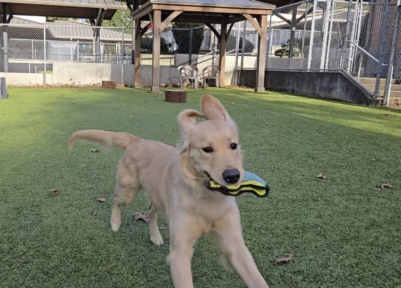Dolce is running around with a stuffed toy in a free run area on the Oregon Campus. Her ears are up.