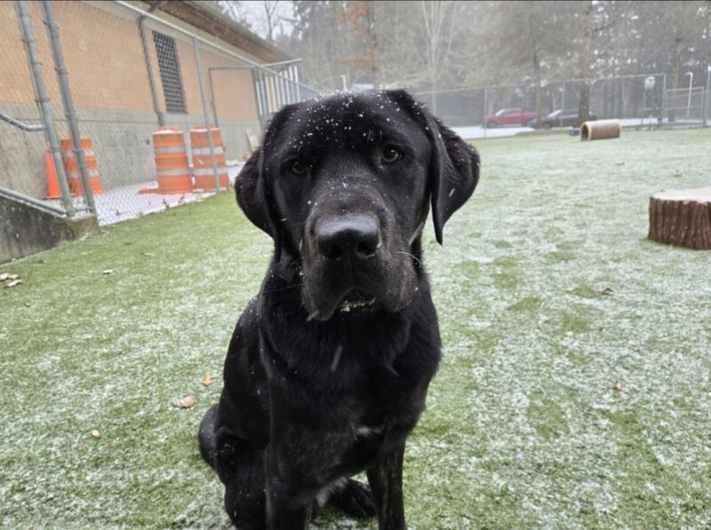 Pomelo is sitting in a free run area on the Oregon Campus. It is snowing and several flakes have collected on his face and head.