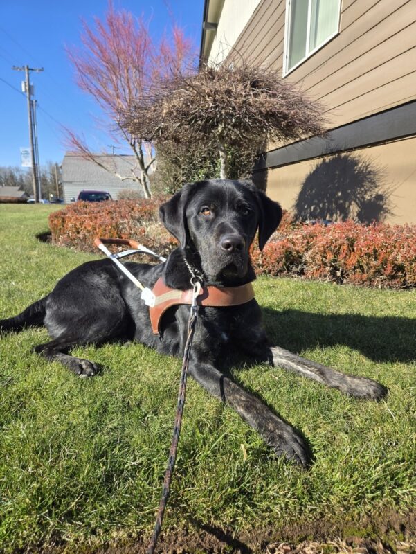 Pomelo is laying on the grass near a business in Sandy, OR. He's wearing his harness and looking at the camera.