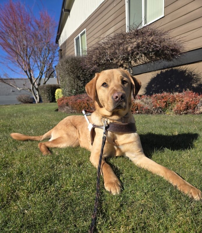Eggnog is laying on the grass near a business in Sandy, OR. He's wearing his harness and looking at the camera.