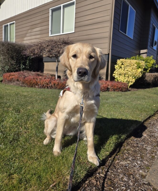 Kate is sitting on the grass near a business in Sandy, OR. She's wearing her harness and looking at the camera.