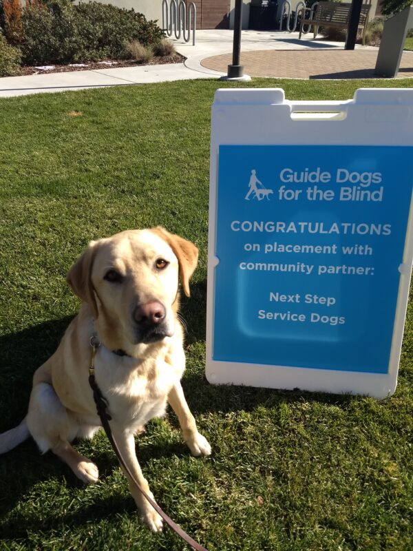 Yellow Lab Timber sits in front of a blue sign that congratulates him in getting accepted into the NSSD program!
