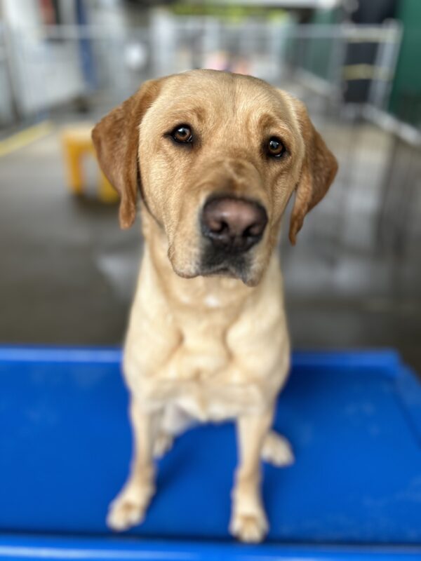 Churro sits on a piece of blue play equipment in the community run area of the kennel. He is looking at the camera with his mouth closed.