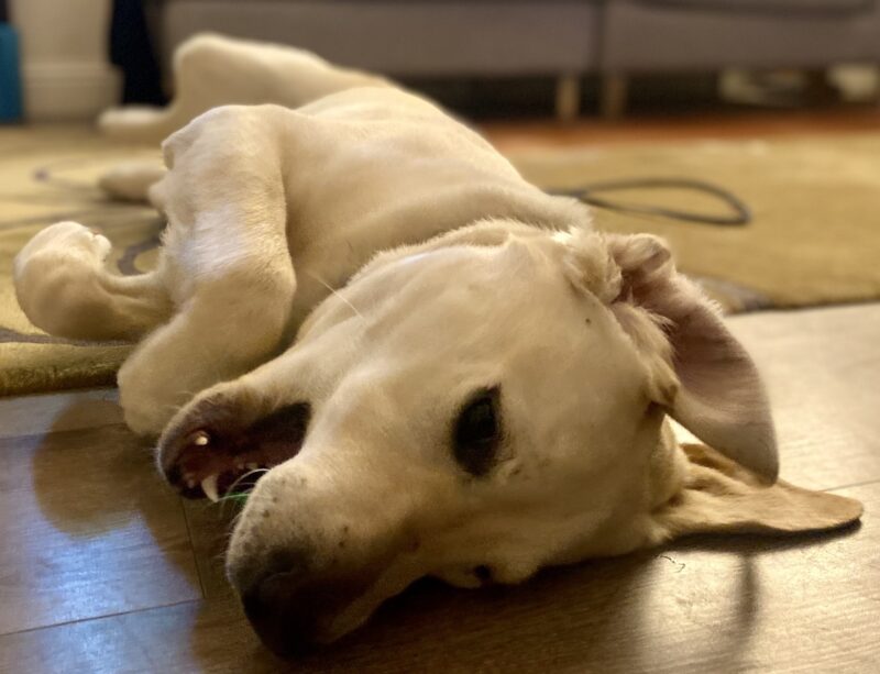 Cowboy is laying on his side with a toy in his mouth.
