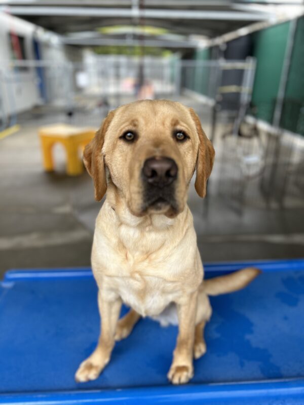 Elton sits on a blue piece of play equipment in the community run area of the kennel. He is looking at the camera with his mouth closed.