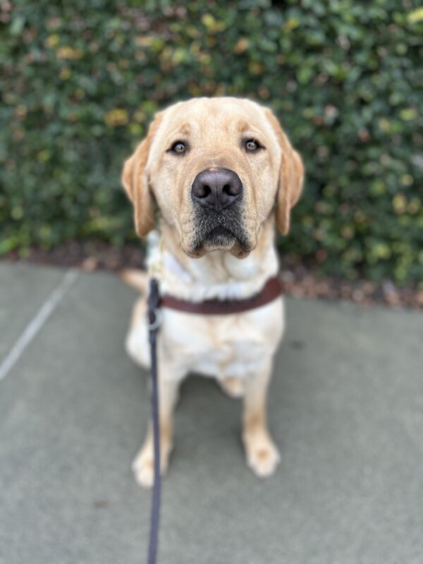 Elton sits in harness on a sidewalk in front of a wall of ivy. He is looking at the camera with a serious expression.